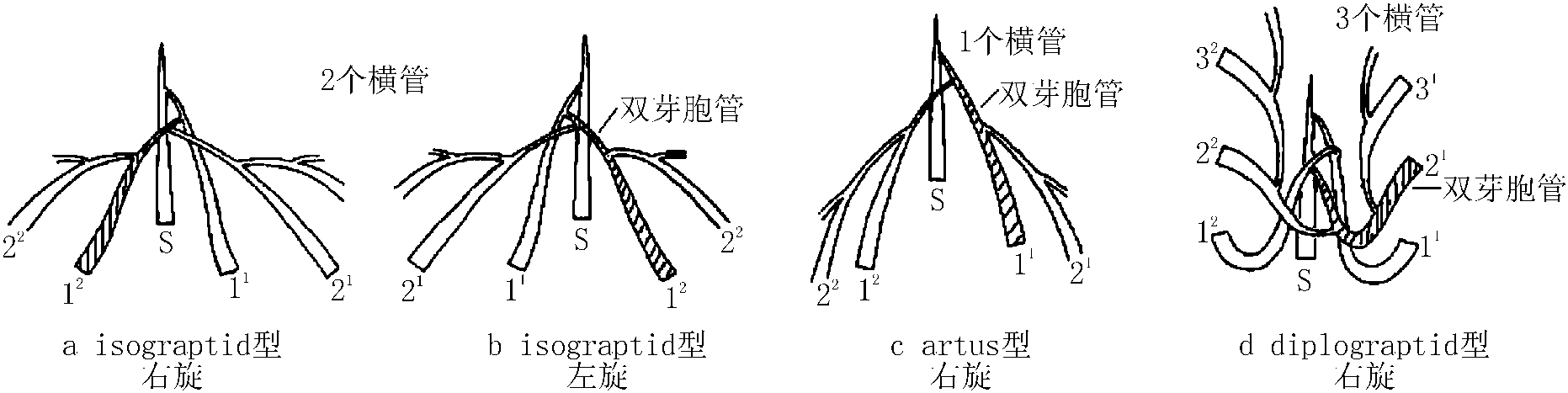 笔石的发育方式